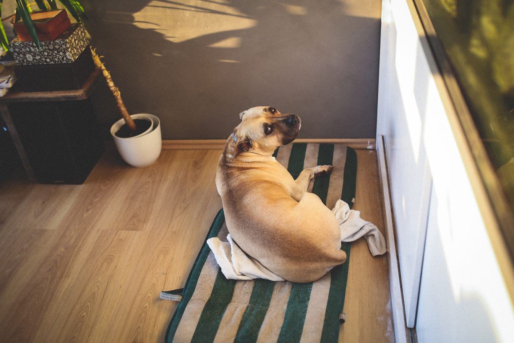 愛犬の室内トイレトレーニングの方法 トゥトゥサービス 東京の散歩代行 ペットシッター