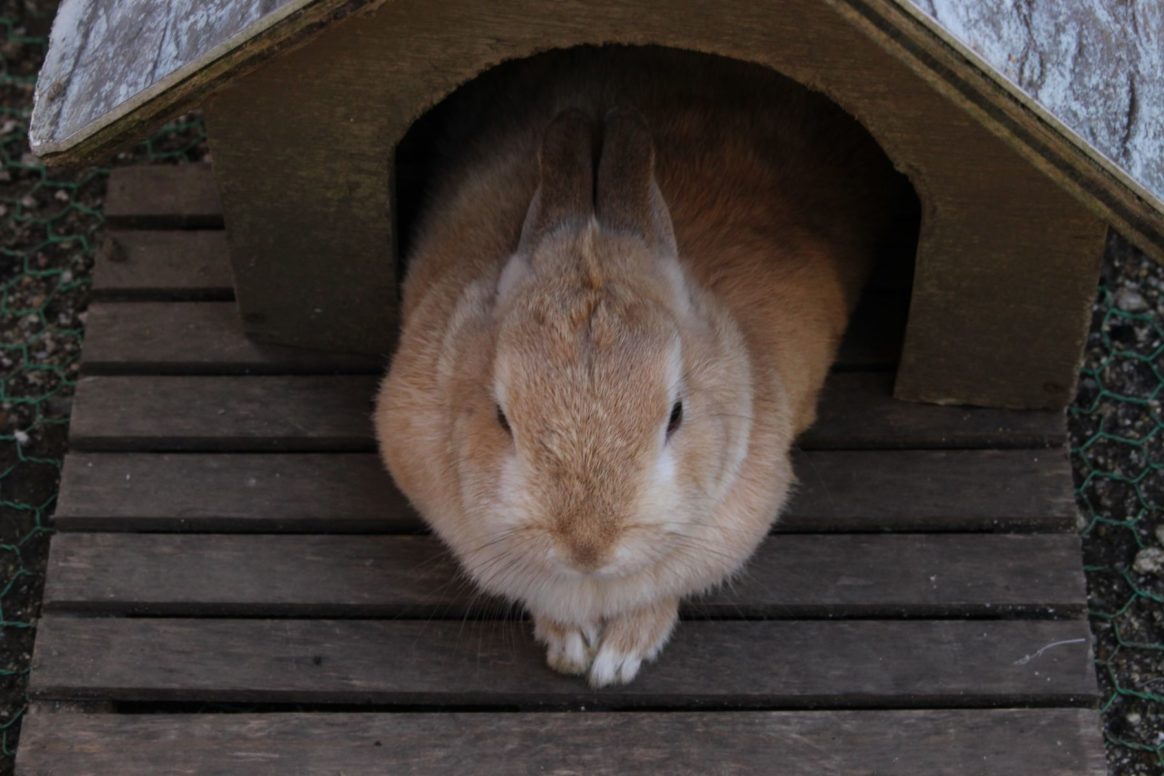 ペットシッター解説 うさぎに最適な室温は 夏と冬に気をつけたいこと トゥトゥサービス 東京の散歩代行 ペットシッター