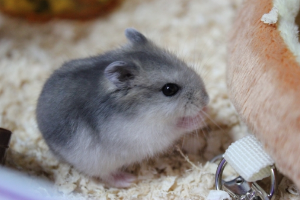 犬猫以外の人気ペットランキングtop10 小動物 トゥトゥサービス 東京の散歩代行 ペットシッター