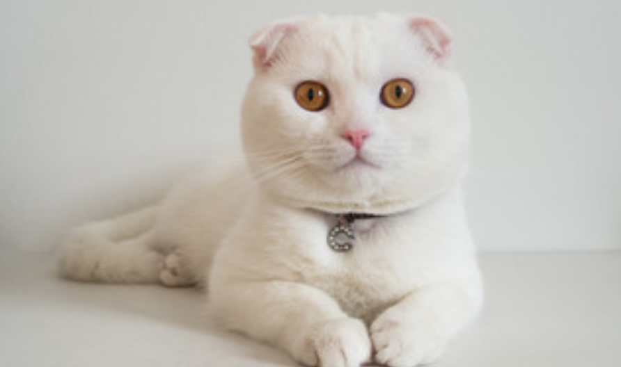 年 人気の猫種ランキングtop10 最新版 トゥトゥサービス 東京の散歩代行 ペットシッター 年 人気の猫種ランキングtop10 最新版 トゥトゥサービス 東京の散歩代行 ペットシッター