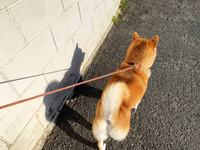 散歩中 猫やネズミなどに執着してしまうわんちゃんは どのように対処したら良い トゥトゥサービス 東京の散歩代行 ペットシッター 散歩中 猫やネズミなどに執着してしまうわんちゃんは どのように対処したら良い トゥトゥサービス 東京の散歩代行 ペットシッター