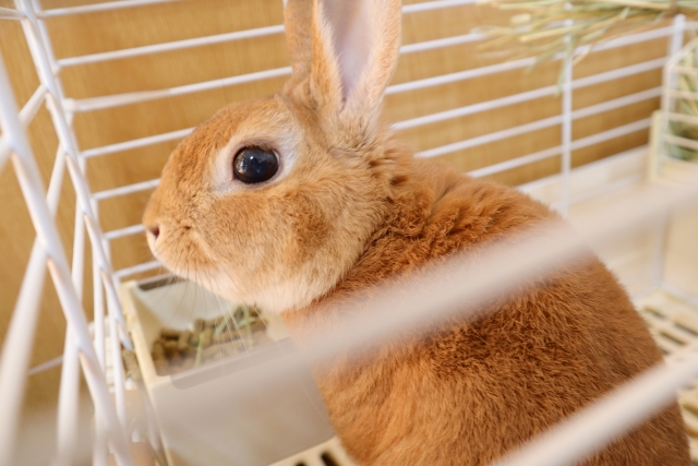 うさぎのペットシッター トゥトゥサービス 東京の散歩代行 ペットシッター